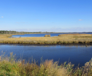 Tidal-marsh-square