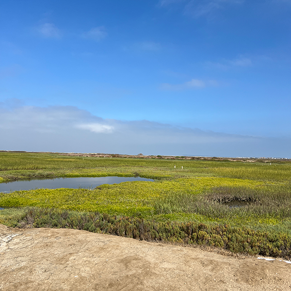 Tijuana estuary 600